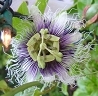 Purple Passion Fruit Flower