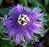 Incense Passion Flower