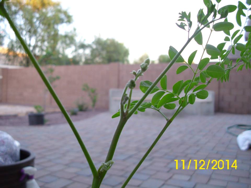 Moringa seedling too early, but ready for flowering. Sown in June 2014.