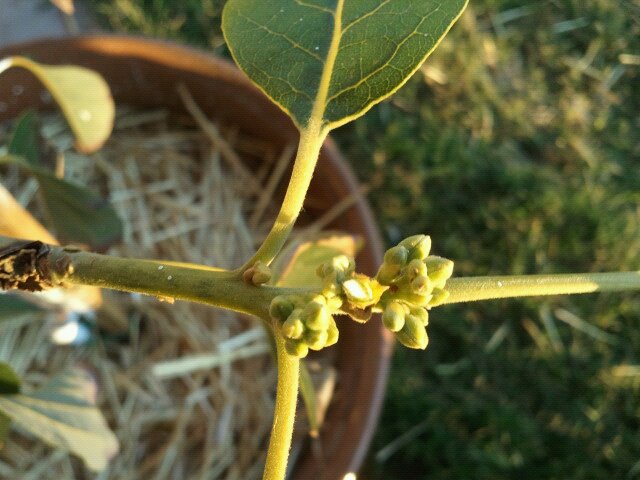 Avacado flower buds?