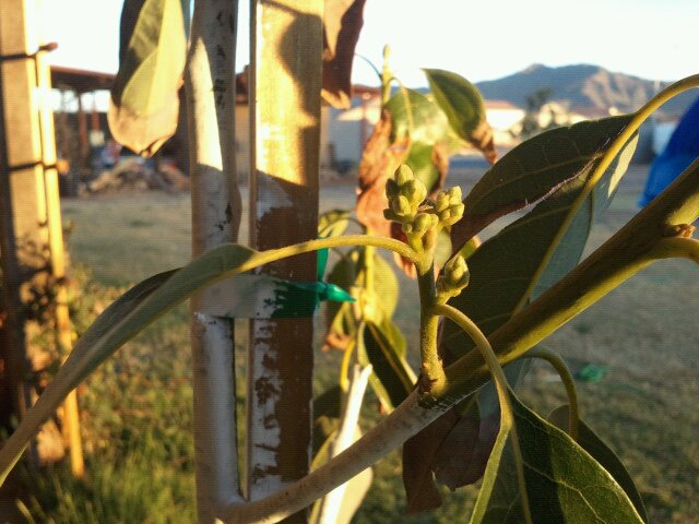 Avacado flower buds?