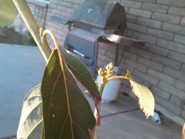 Avacado flower buds?