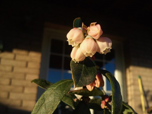 Blueberry flowers