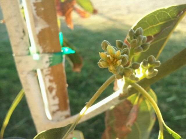 Mexicola grande avacado flower