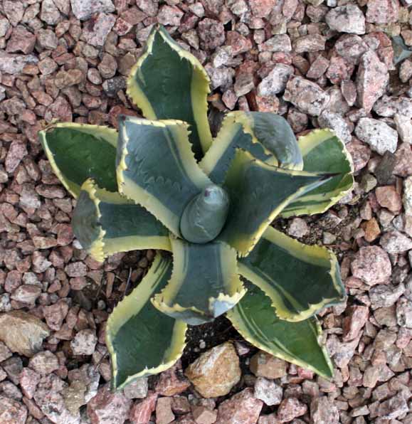 Agave leaves closing up