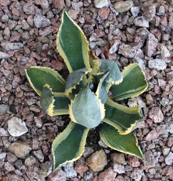 Agave leaves closing up