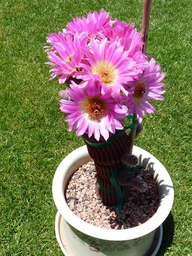 Arizona Rainbow Cactus