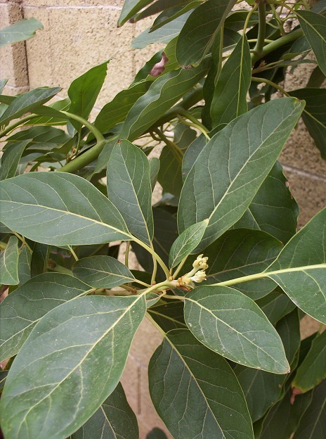 Avocado Flowers, March 19, 2009