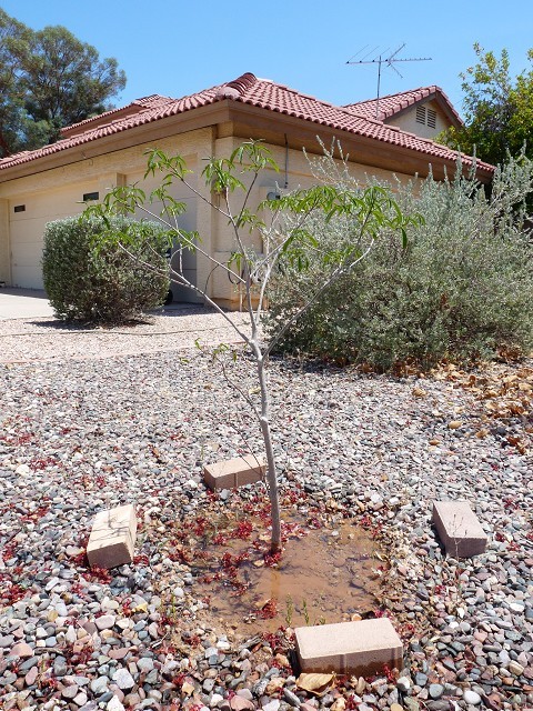 Growing Baobabs in Phoenix Arizona