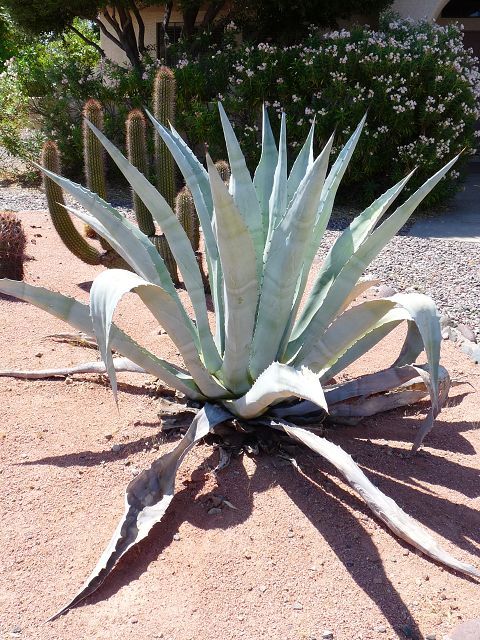 Agave leaves closing up