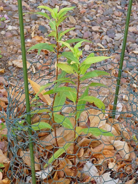 Growing Capulin Cherry In Phoenix Arizona