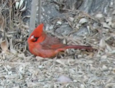 Arizona Cardinal