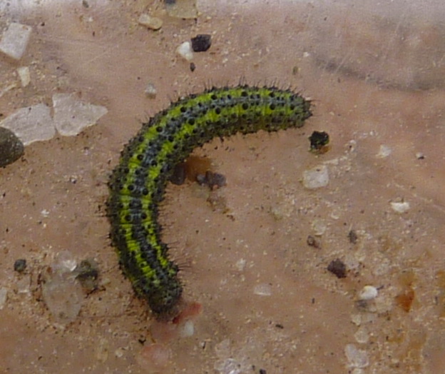 catapillar