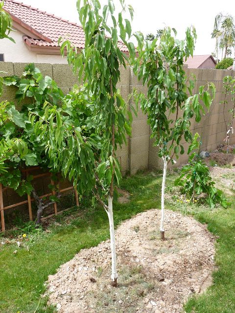 Growing cherries in Phoenix Arizona