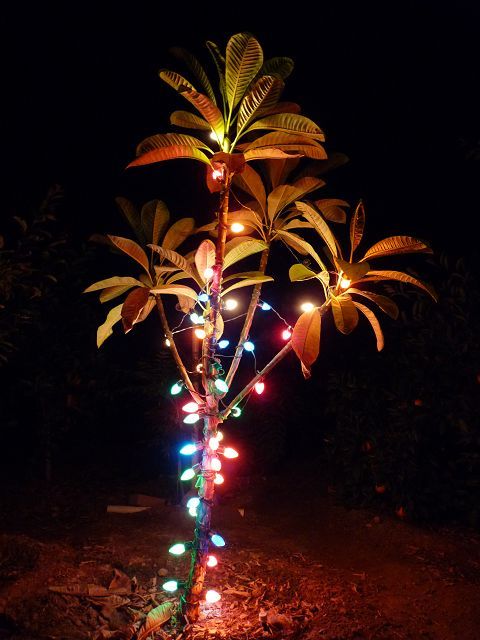 Christmas Plumeria