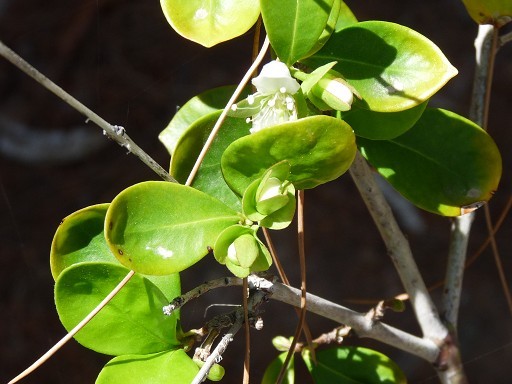 A photo with flowers and buds