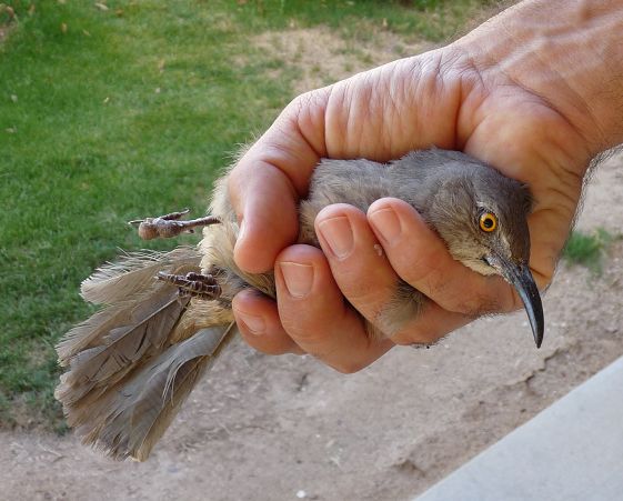 Curved Bill Thrasher