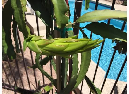 Mature flower bud from May