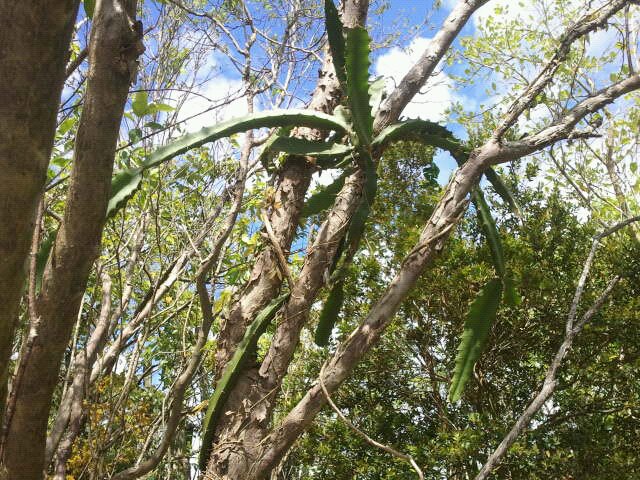 Trees in their native habitat