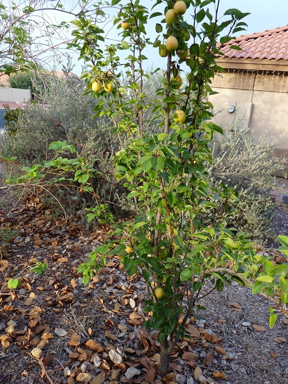 Some June 2016 fruit tree garden photos