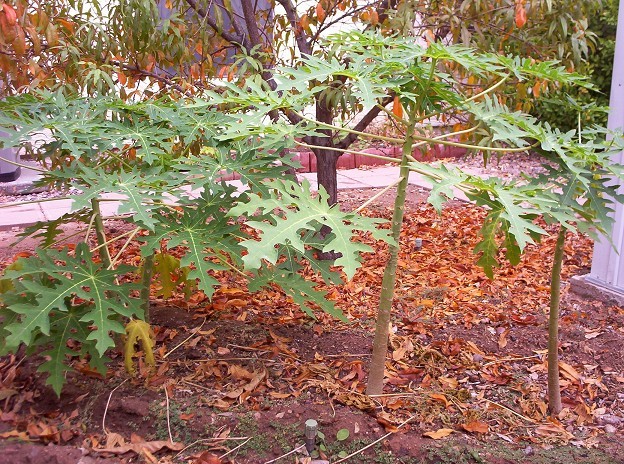 November 2008, Papayas and Peach Tree Leaves