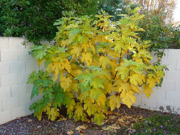 Fall Colors Phoenix Arizona