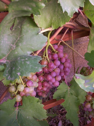 Grapes are ripe