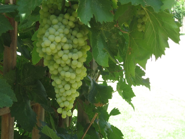 Thompson Seedless Ripe this Week Too