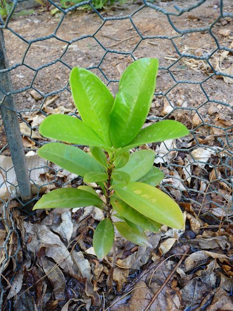 Grumichama new growth