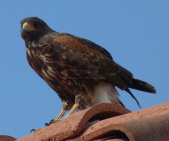 Hawk stalking my cockatiel