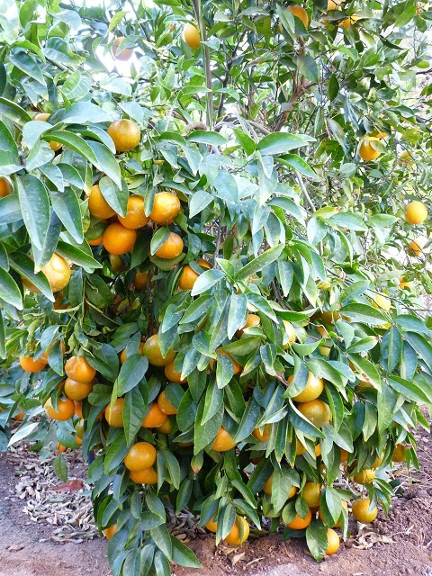 Kinnow Graft on my Cara Cara Navel Orange going nuts