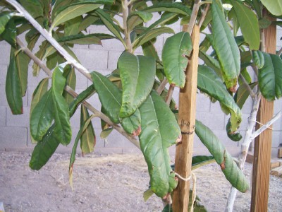 Loquat questions