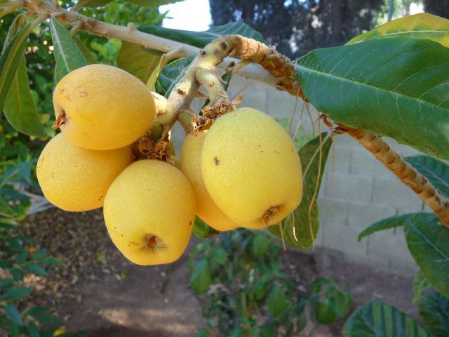 Yummy Loquats