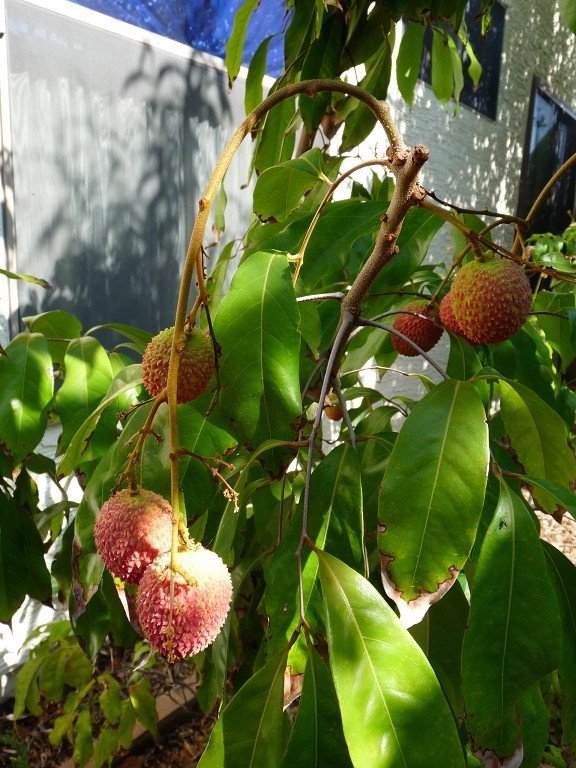 Mangoes and Lychees