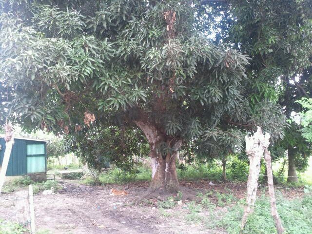 Trees in their native habitat