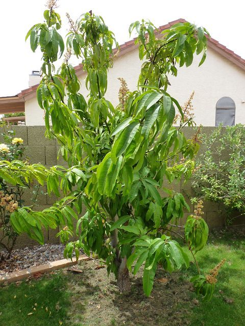 Looking forward to a bumper mango crop