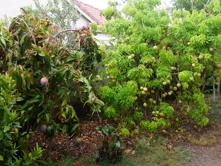 Mangoes and white sapotes