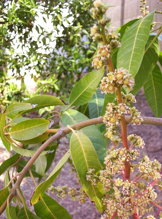 Keitt Mango Flowers, March 2009