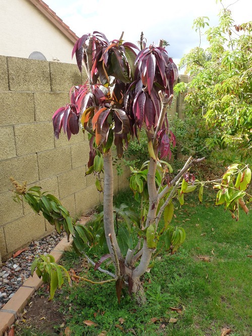 Mango recovering from frost