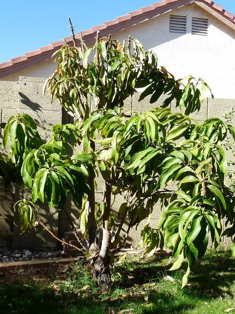 Trimmed my mango after freeze