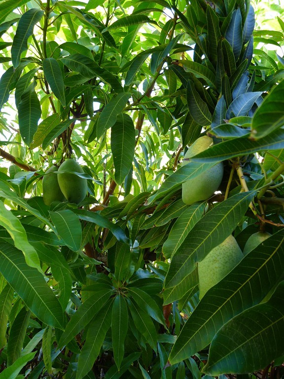 Some June 2016 fruit tree garden photos