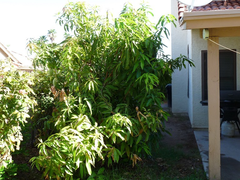 Some June 2016 fruit tree garden photos