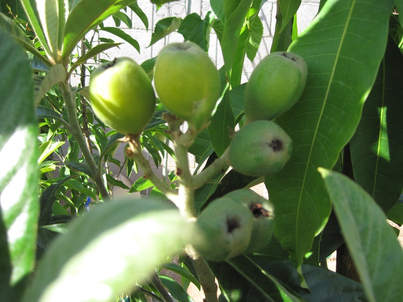 Loquat Gold Nugget fruit