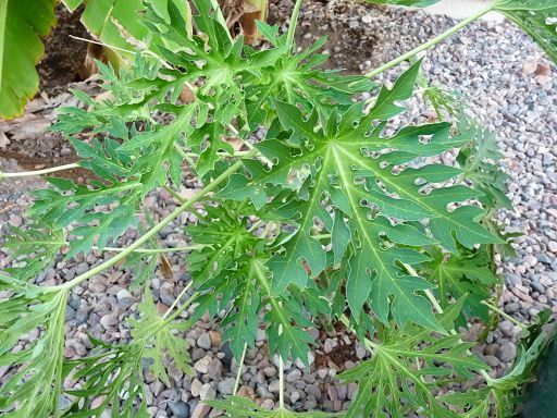 Mexican papaya leaf