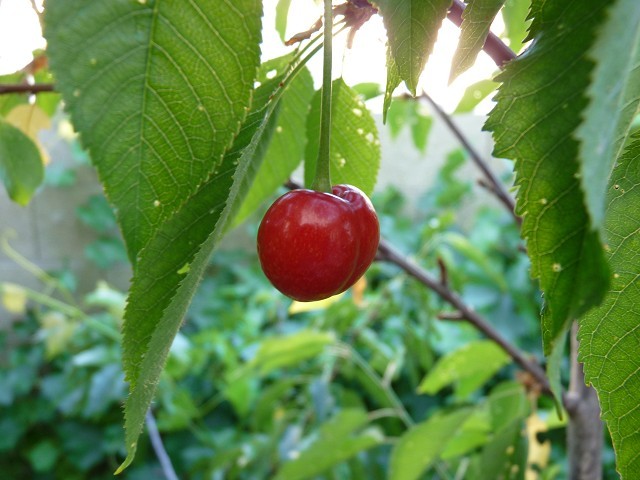 Minnie Royal and Royal Lee Cherry Trees on 3CR178