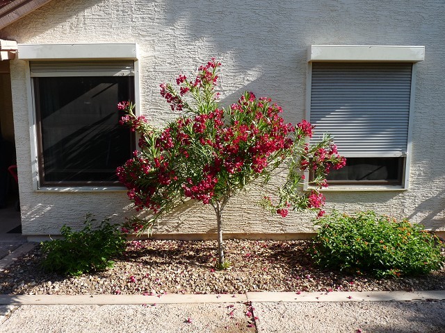 Oleander flowering