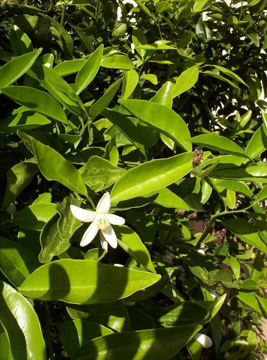 Washington Navel Orange Flower with Bee, March 2009