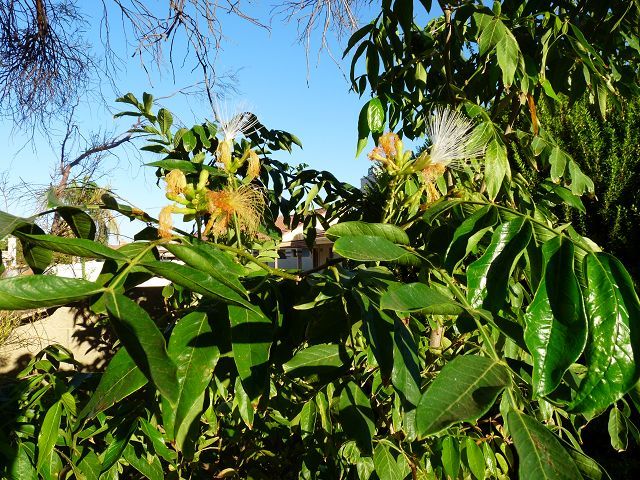 Here are some photos of my Pacay tree flowers