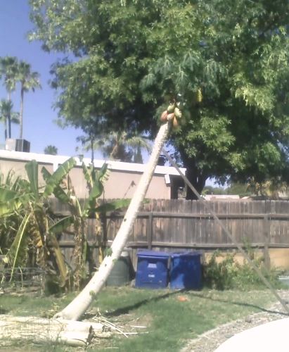 PAPAYA "Tainung #1" growing In AZ Pics (THX BOB)