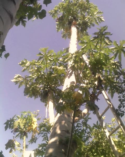 PAPAYA "Tainung #1" growing In AZ Pics (THX BOB)